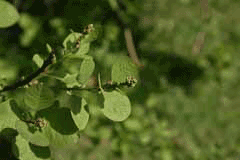 Cotinus obovatus Chittamwood, American smoketree Cotinus obovatus Chittamwood, American smoketree