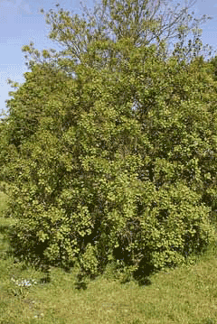 Cotinus obovatus Chittamwood, American smoketree Cotinus obovatus Chittamwood, American smoketree