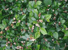 Cotoneaster divaricatus Spreading Cotoneaster Cotoneaster divaricatus Spreading Cotoneaster