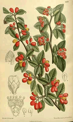 Cotoneaster franchetii Orange cotoneaster Cotoneaster franchetii Orange cotoneaster