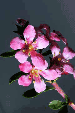 Cotoneaster franchetii Orange cotoneaster Cotoneaster franchetii Orange cotoneaster