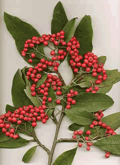 Cotoneaster frigidus Cotoneaster frigidus