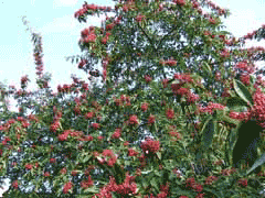 Cotoneaster frigidus Cotoneaster frigidus