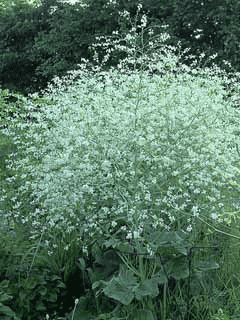 Crambe cordifolia Flowering sea kale Crambe cordifolia Flowering sea kale