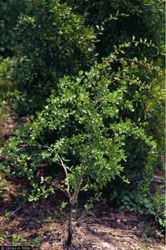 Crataegus flava Summer Haw, Yellowleaf hawthorn Crataegus flava Summer Haw, Yellowleaf hawthorn
