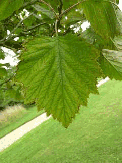 Crataegus mollis Red Haw, Downy hawthorn Crataegus mollis Red Haw, Downy hawthorn