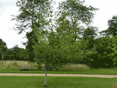 Crataegus mollis Red Haw, Downy hawthorn Crataegus mollis Red Haw, Downy hawthorn