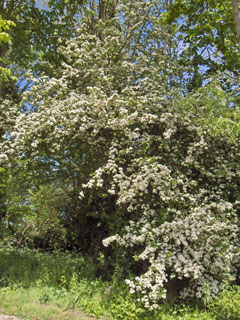 Crataegus monogyna Hawthorn