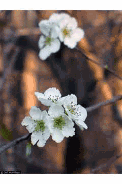 Crataegus opaca Western Mayhaw Crataegus opaca Western Mayhaw