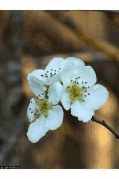 Crataegus opaca Western Mayhaw Crataegus opaca Western Mayhaw