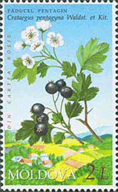 Crataegus pentagyna Crataegus pentagyna