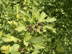 Crataegus pentagyna Crataegus pentagyna