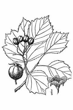 Crataegus pruinosa Frosted Hawthorn, Waxyfruit hawthorn Crataegus pruinosa Frosted Hawthorn, Waxyfruit hawthorn