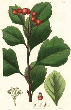 Crataegus sanguinea Crataegus sanguinea