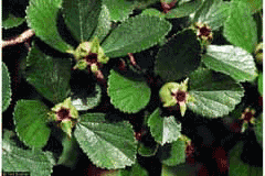 Crataegus uniflora Dwarf hawthorn Crataegus uniflora Dwarf hawthorn