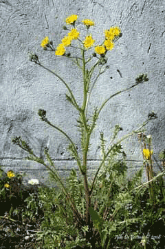 Crepis vesicaria Beaked hawksbeard Crepis vesicaria Beaked hawksbeard
