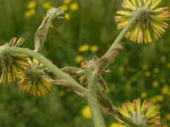 Crepis vesicaria Beaked hawksbeard Crepis vesicaria Beaked hawksbeard