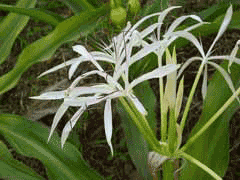 Crinum asiaticum Asian Poison Bulb Crinum asiaticum Asian Poison Bulb