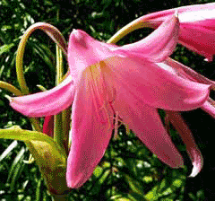 Crinum bulbispermum Hardy swamplily Crinum bulbispermum Hardy swamplily