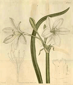 Crinum flaccidum Murray Lily Crinum flaccidum Murray Lily