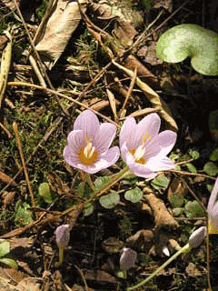 Crocus kotschyanus Crocus kotschyanus