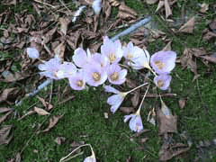 Crocus kotschyanus Crocus kotschyanus