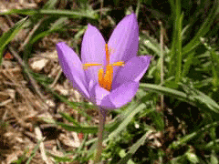 Crocus nudiflorus Crocus nudiflorus