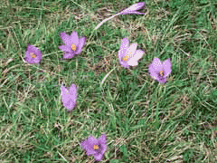 Crocus nudiflorus Crocus nudiflorus