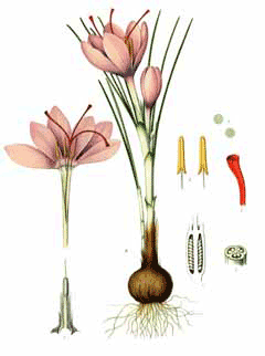 Crocus sativus Saffron Crocus sativus Saffron