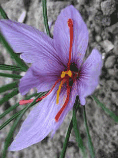 Crocus sativus Saffron Crocus sativus Saffron