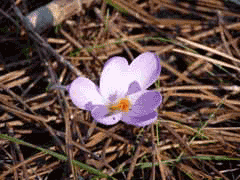 Crocus serotinus Crocus serotinus