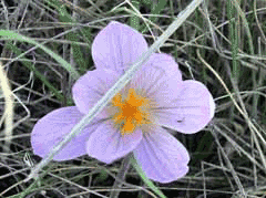 Crocus serotinus Crocus serotinus
