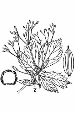 Cryptotaenia canadensis Honewort, Canadian honewort Cryptotaenia canadensis Honewort, Canadian honewort