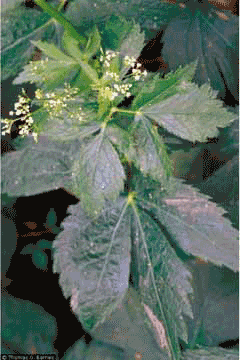 Cryptotaenia canadensis Honewort, Canadian honewort Cryptotaenia canadensis Honewort, Canadian honewort