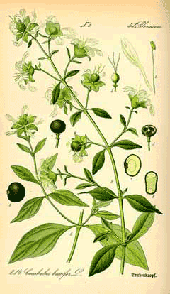 Cucubalus baccifer Berry-Bearing Catchfly Cucubalus baccifer Berry-Bearing Catchfly