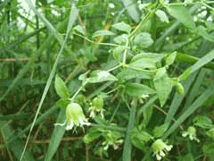 Cucubalus baccifer Berry-Bearing Catchfly Cucubalus baccifer Berry-Bearing Catchfly