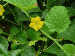 Cucumis melo agrestis Wild Melon Cucumis melo agrestis Wild Melon