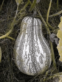 Cucurbita argyrosperma Cushaw Pumpkin Cucurbita argyrosperma Cushaw Pumpkin