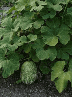 Cucurbita ficifolia Malabar Gourd, Figleaf gourd Cucurbita ficifolia Malabar Gourd, Figleaf gourd