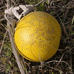 Cucurbita foetidissima Buffalo Gourd, Missouri gourd