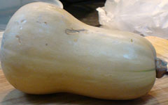 Cucurbita moschata Squash, Crookneck squash Cucurbita moschata Squash, Crookneck squash
