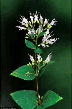 Cunila origanoides Stone Mint, Common dittany Cunila origanoides Stone Mint, Common dittany