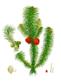 Cunninghamia lanceolata Chinese Fir Cunninghamia lanceolata Chinese Fir