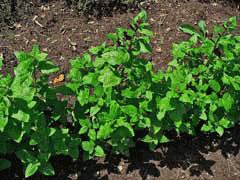 Cuphea viscosissima Tarweed, Blue waxweed Cuphea viscosissima Tarweed, Blue waxweed