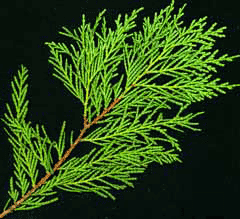 Cupressocyparis leylandii Leyland Cypress Cupressocyparis leylandii Leyland Cypress