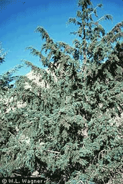 Cupressus arizonica Arizona Cypress