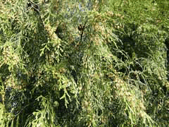 Cupressus funebris Chinese Weeping Cypress, Mourning-cypress Cupressus funebris Chinese Weeping Cypress, Mourning-cypress