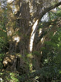 Cupressus macrocarpa Monterey Cypress Cupressus macrocarpa Monterey Cypress