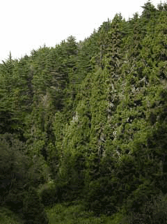 Cupressus macrocarpa Monterey Cypress