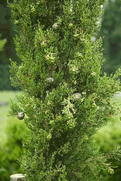 Cupressus sempervirens Italian Cypress